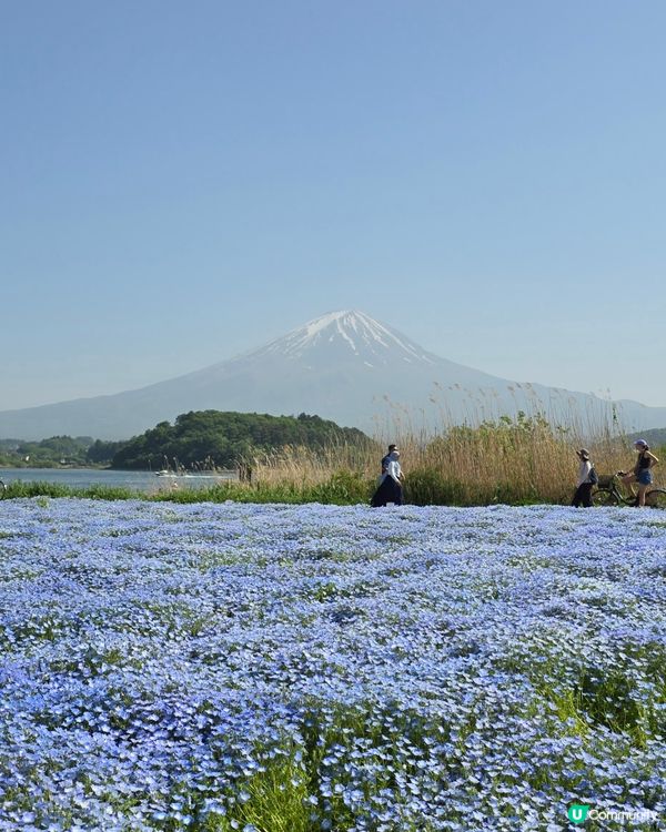 追逐富士山之旅😍河口湖遊玩攻略、交通指南、景點分享