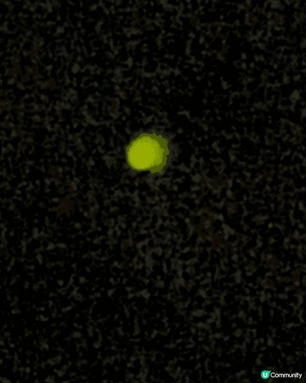 去郊外影螢火蟲(係香港竟然有!)