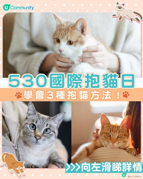 【國際抱貓日🐱】貓奴必學抱貓姿勢！