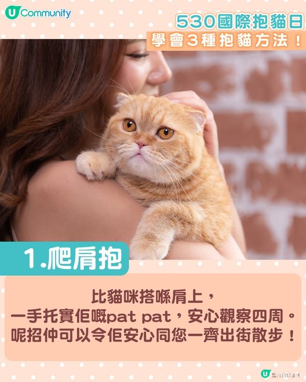 【國際抱貓日🐱】貓奴必學抱貓姿勢！