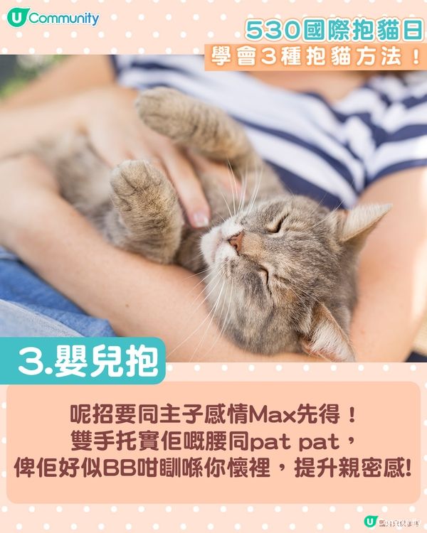【國際抱貓日🐱】貓奴必學抱貓姿勢！