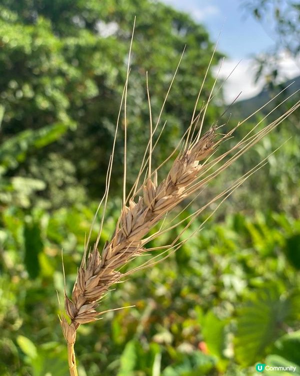 【 與孩子一同享受田園親子時光! 】