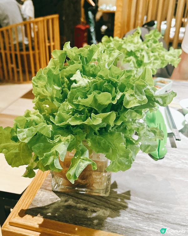 深圳必試椰子雞🔥  四季椰林羅湖店