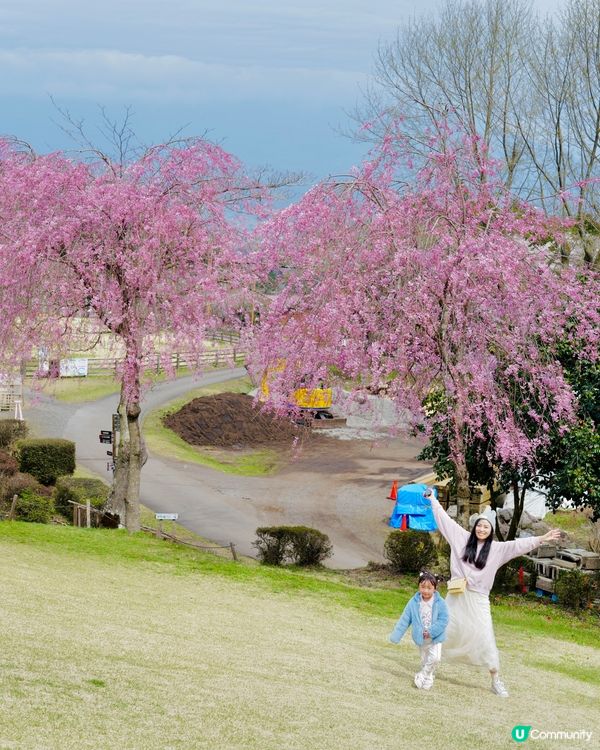 2025親子自駕遊｜富士山下打卡牧場之旅 🐮🌸 馬飼野牧場