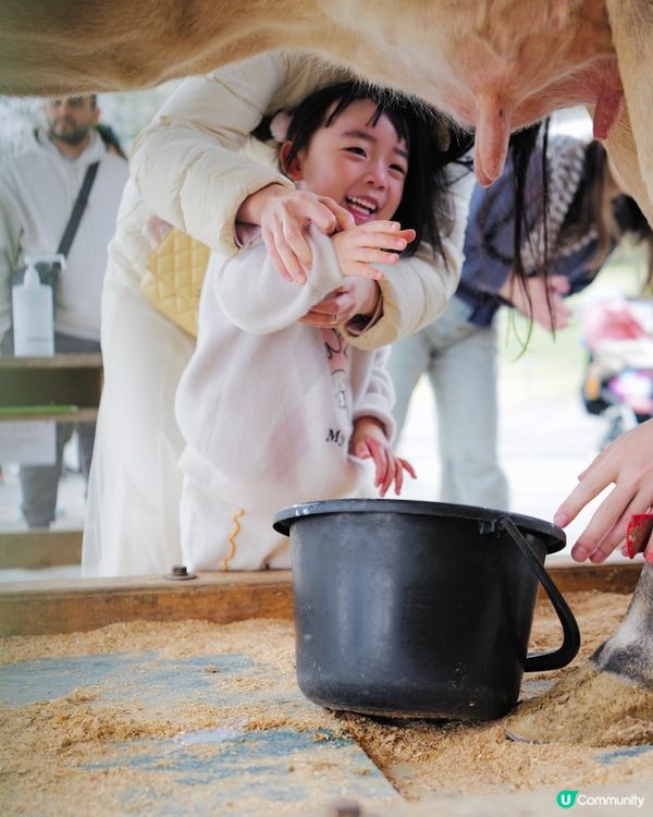2025親子自駕遊｜富士山下打卡牧場之旅 🐮🌸 馬飼野牧場