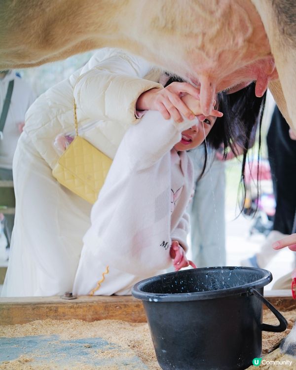 2025親子自駕遊｜富士山下打卡牧場之旅 🐮🌸 馬飼野牧場