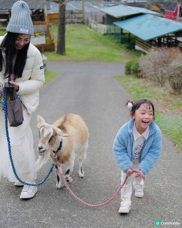 2025親子自駕遊｜富士山下打卡牧場之旅 🐮🌸 馬飼野牧場
