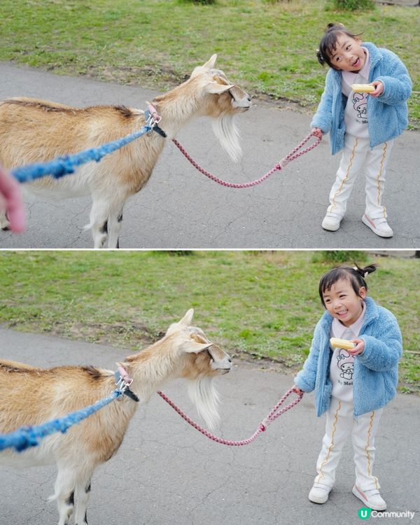2025親子自駕遊｜富士山下打卡牧場之旅 🐮🌸 馬飼野牧場