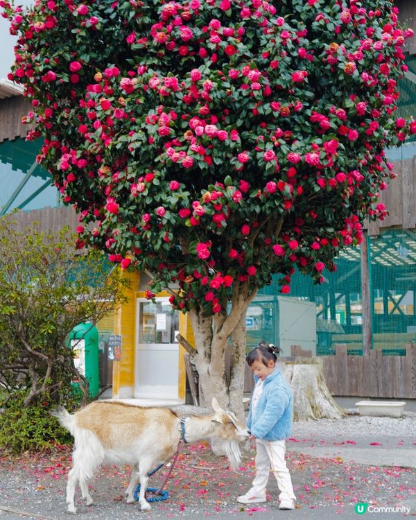 2025親子自駕遊｜富士山下打卡牧場之旅 🐮🌸 馬飼野牧場