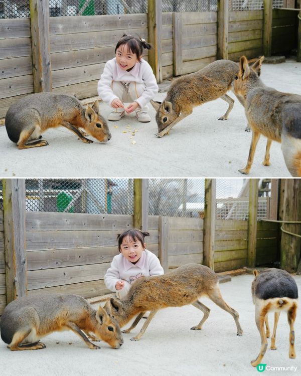 2025親子自駕遊｜富士山下打卡牧場之旅 🐮🌸 馬飼野牧場