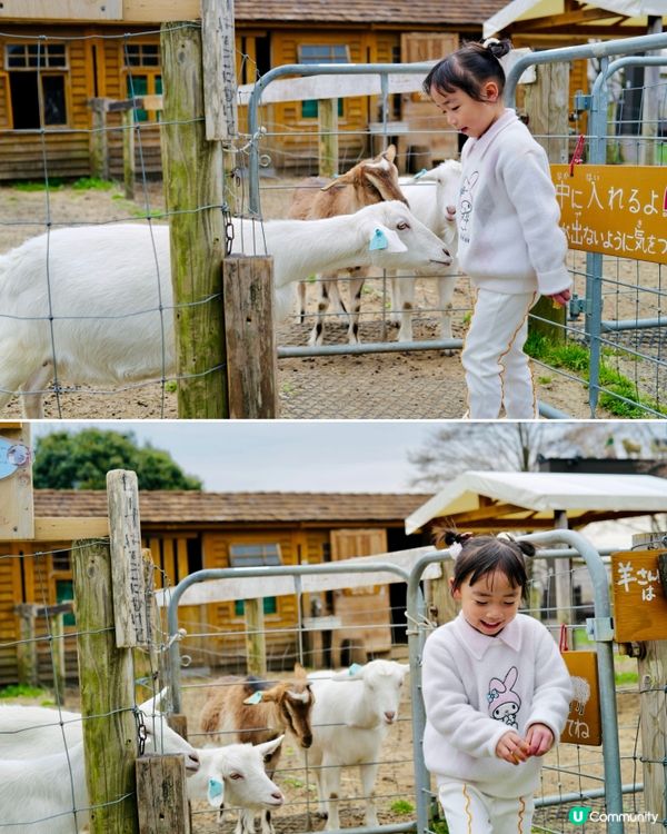 2025親子自駕遊｜富士山下打卡牧場之旅 🐮🌸 馬飼野牧場