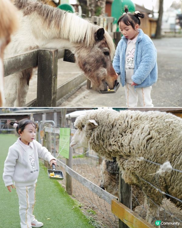 2025親子自駕遊｜富士山下打卡牧場之旅 🐮🌸 馬飼野牧場