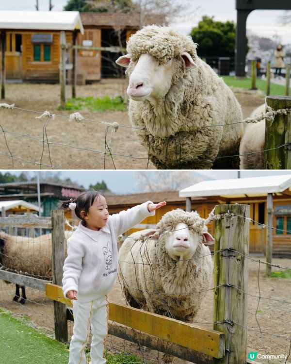 2025親子自駕遊｜富士山下打卡牧場之旅 🐮🌸 馬飼野牧場