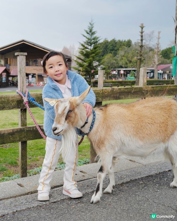 2025親子自駕遊｜富士山下打卡牧場之旅 🐮🌸 馬飼野牧場