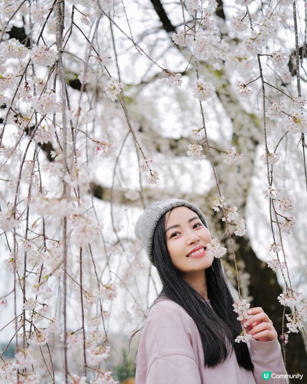2025親子自駕遊｜富士山下打卡牧場之旅 🐮🌸 馬飼野牧場