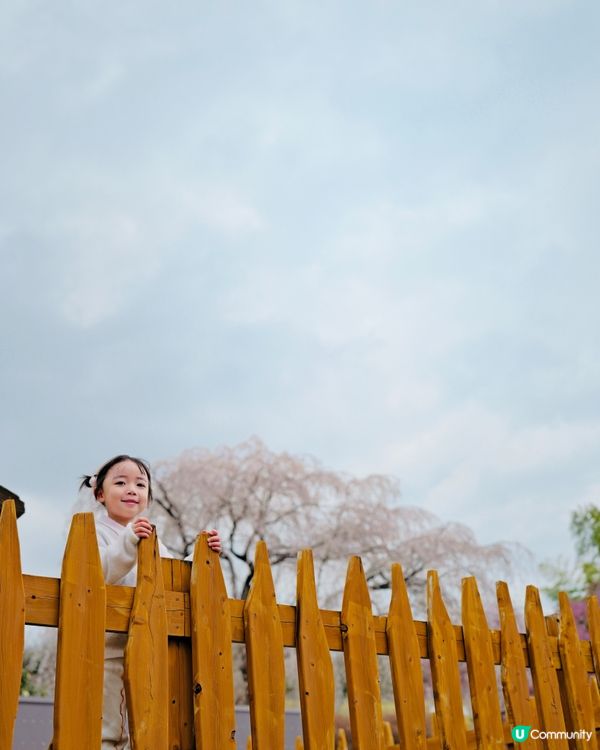 2025親子自駕遊｜富士山下打卡牧場之旅 🐮🌸 馬飼野牧場