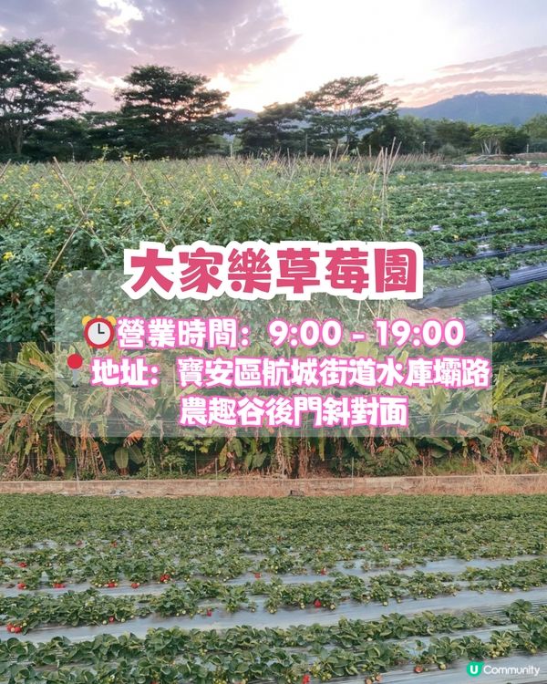 深圳水果園5大推介😋兩百畝田園/星空士多啤梨園/荔枝任摘任食‼️附採摘月份