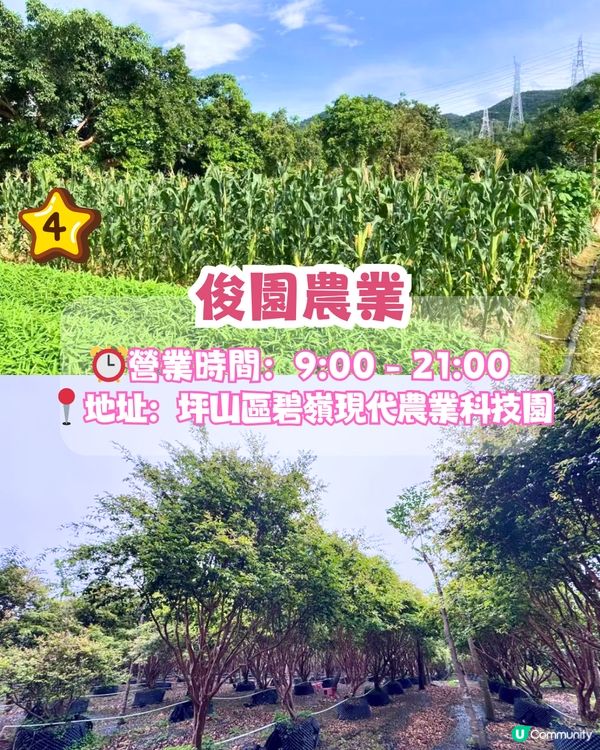 深圳水果園5大推介😋兩百畝田園/星空士多啤梨園/荔枝任摘任食‼️附採摘月份