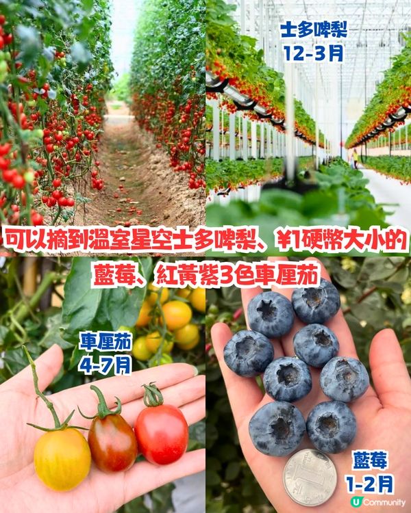 深圳水果園5大推介😋兩百畝田園/星空士多啤梨園/荔枝任摘任食‼️附採摘月份