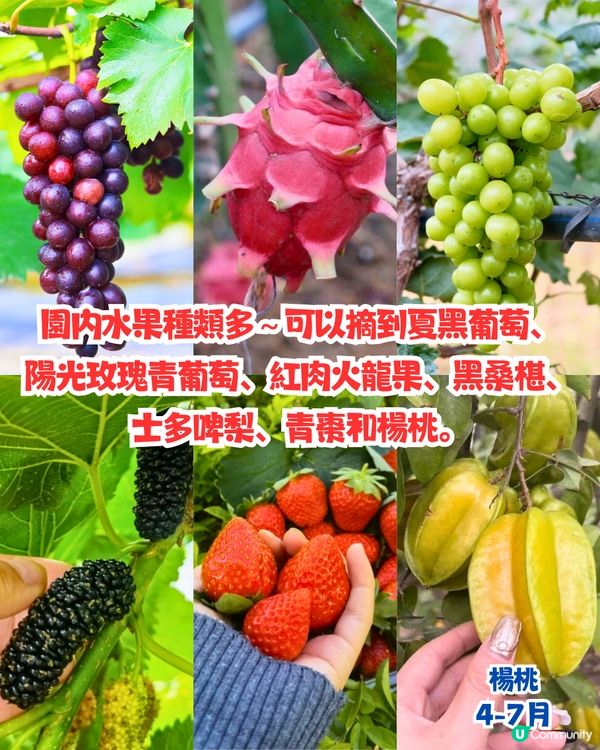 深圳水果園5大推介😋兩百畝田園/星空士多啤梨園/荔枝任摘任食‼️附採摘月份