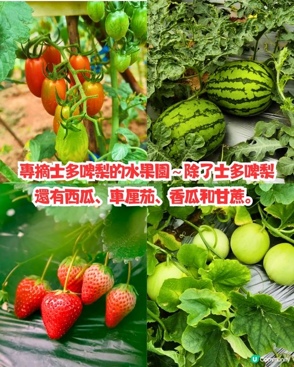 深圳水果園5大推介😋兩百畝田園/星空士多啤梨園/荔枝任摘任食‼️附採摘月份