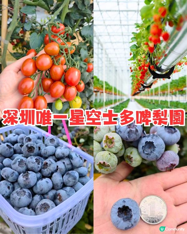 深圳水果園5大推介😋兩百畝田園/星空士多啤梨園/荔枝任摘任食‼️附採摘月份