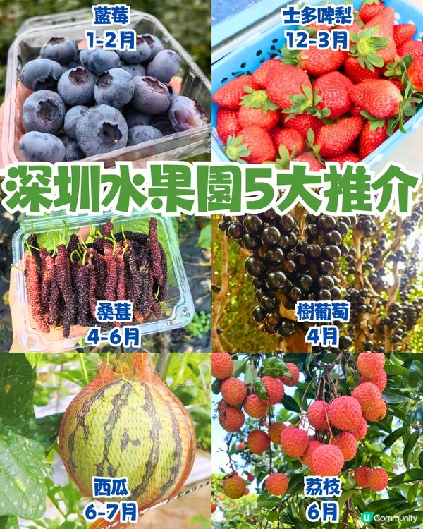 深圳水果園5大推介😋兩百畝田園/星空士多啤梨園/荔枝任摘任食‼️附採摘月份