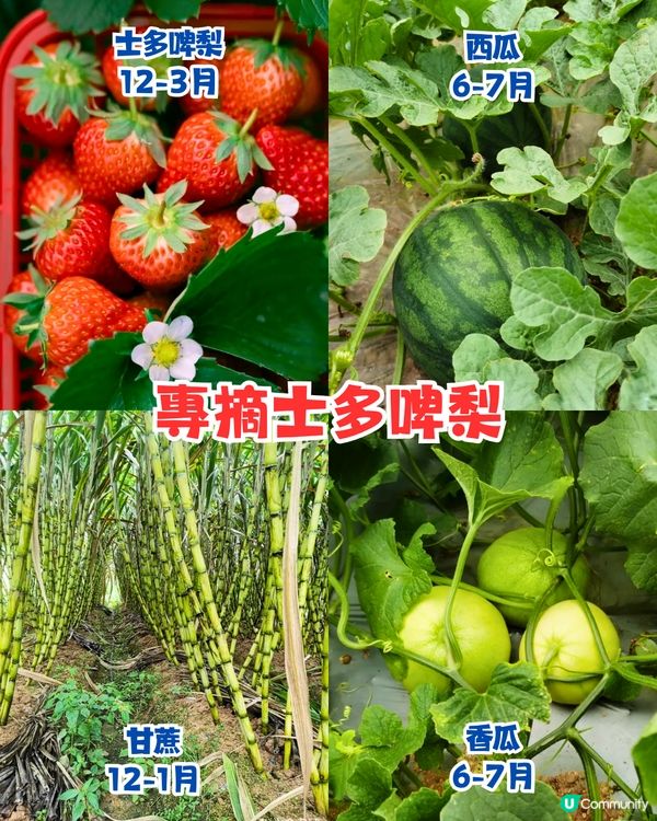 深圳水果園5大推介😋兩百畝田園/星空士多啤梨園/荔枝任摘任食‼️附採摘月份