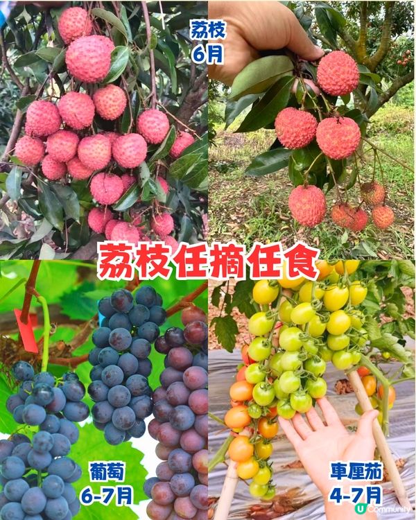 深圳水果園5大推介😋兩百畝田園/星空士多啤梨園/荔枝任摘任食‼️附採摘月份