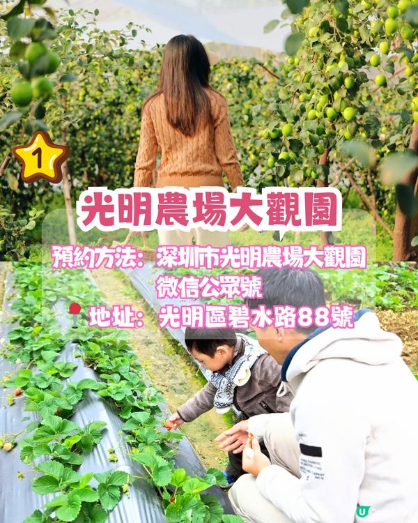 深圳水果園5大推介😋兩百畝田園/星空士多啤梨園/荔枝任摘任食‼️附採摘月份