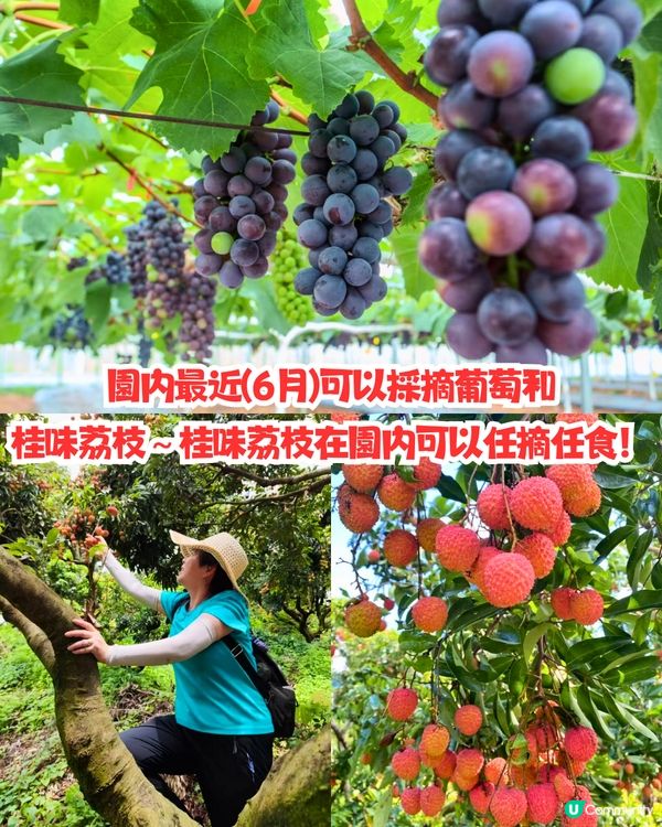 深圳水果園5大推介😋兩百畝田園/星空士多啤梨園/荔枝任摘任食‼️附採摘月份