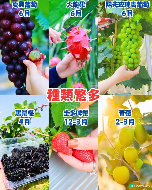 深圳水果園5大推介😋兩百畝田園/星空士多啤梨園/荔枝任摘任食‼️附採摘月份