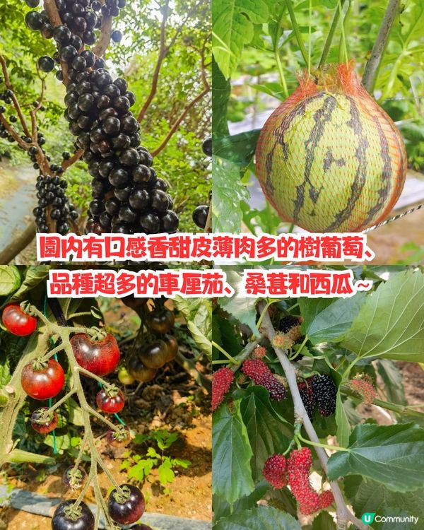 深圳水果園5大推介😋兩百畝田園/星空士多啤梨園/荔枝任摘任食‼️附採摘月份