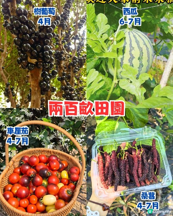 深圳水果園5大推介😋兩百畝田園/星空士多啤梨園/荔枝任摘任食‼️附採摘月份