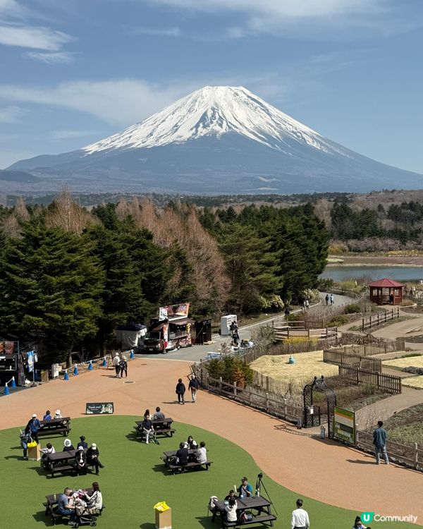 🌸河口湖芝櫻公園🌸 富士山美景配美食，打卡一流！