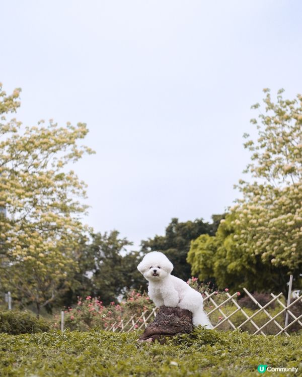 將軍澳打卡秘境❤️‍🔥