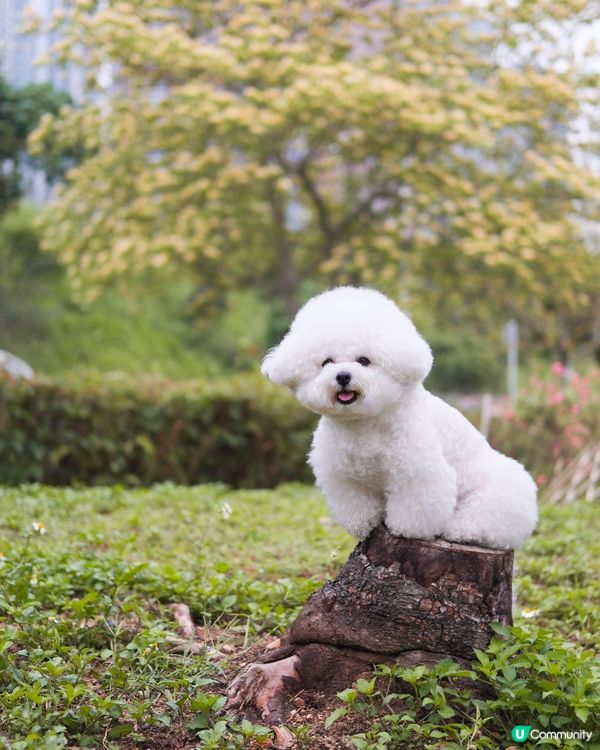 將軍澳打卡秘境❤️‍🔥