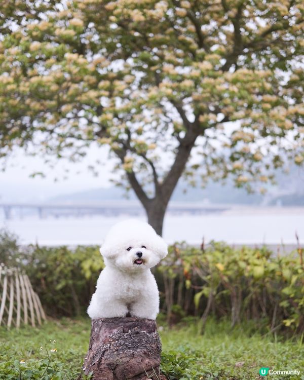 將軍澳打卡秘境❤️‍🔥