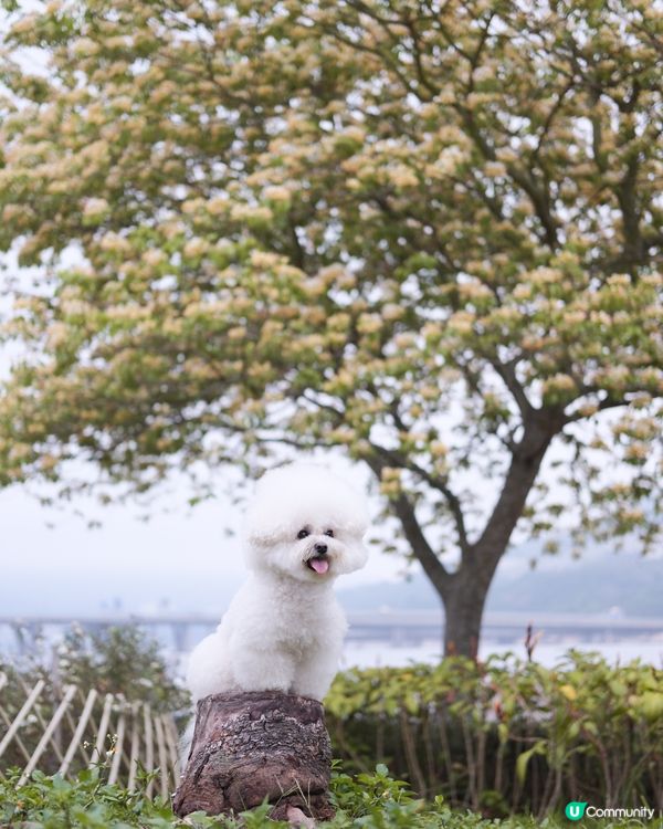 將軍澳打卡秘境❤️‍🔥