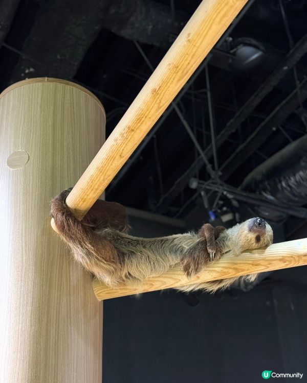 沖繩｜探索海洋的奇妙世界🌊