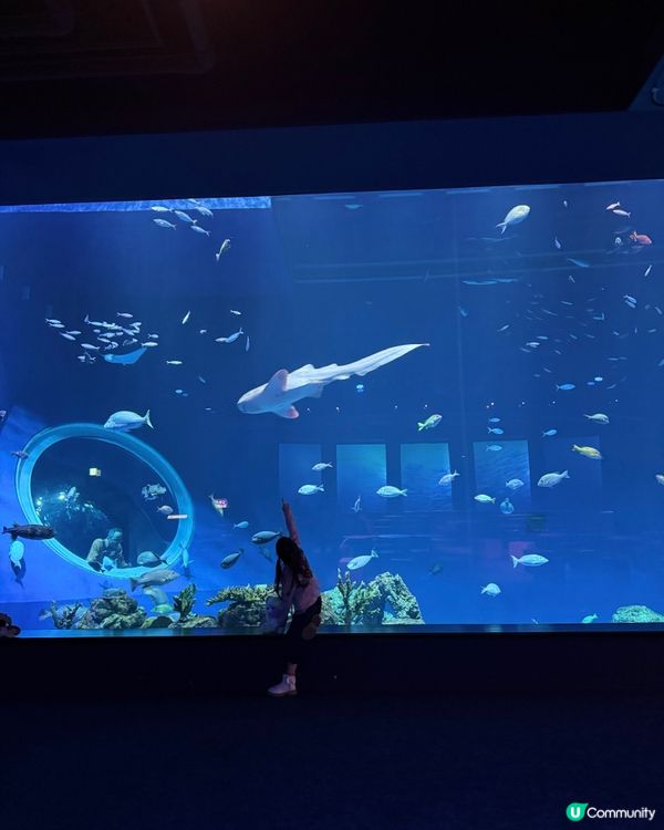 沖繩｜探索海洋的奇妙世界🌊