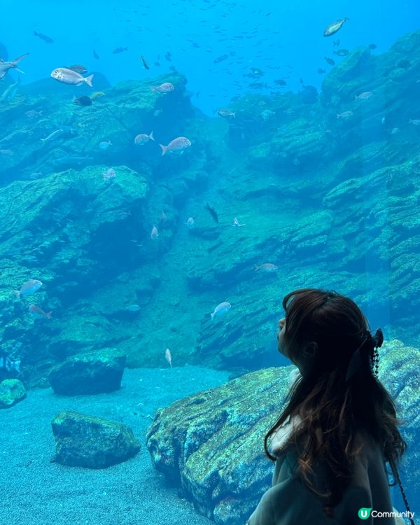 仙台海洋森林水族館🐠  海底森林之旅！