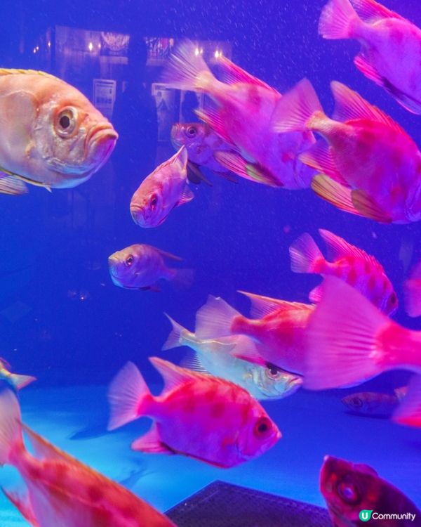 仙台海洋森林水族館🐠  海底森林之旅！