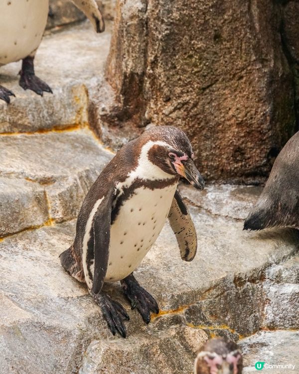 仙台海洋森林水族館🐠  海底森林之旅！