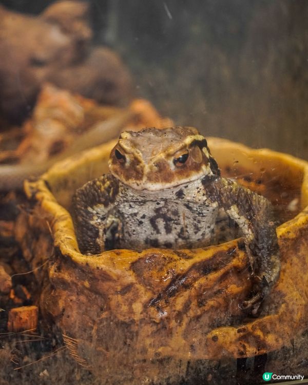 仙台海洋森林水族館🐠  海底森林之旅！