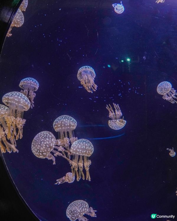 仙台海洋森林水族館🐠  海底森林之旅！