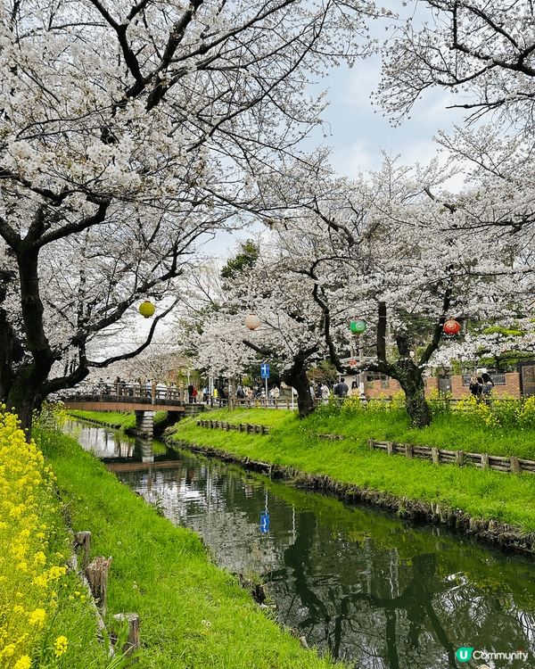 東京 · 川越 ·冰川神社