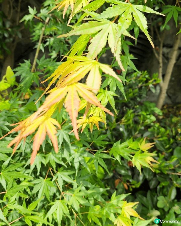 今次去左大板 去左勝尾寺 食左壽喜燒 玩左環球影城