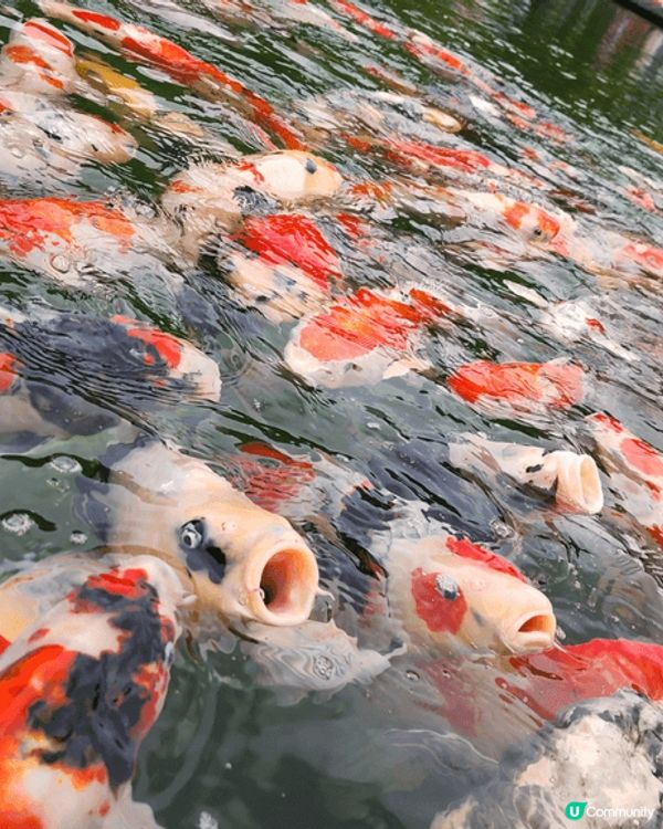 今次去左大板 去左勝尾寺 食左壽喜燒 玩左環球影城