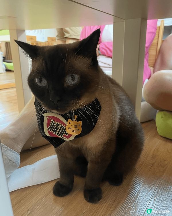 兩年前去荃灣嘅一間貓貓Cafe! 啲貓貓又肥又可愛🥰 個個都...